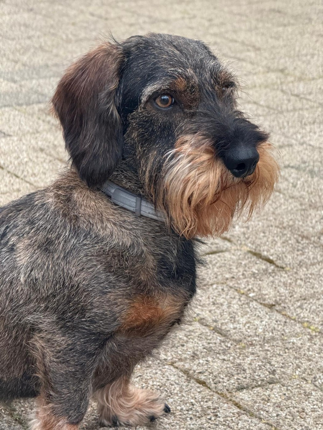 Téssy Des orchidées sauvages du ried